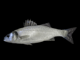 Branzino