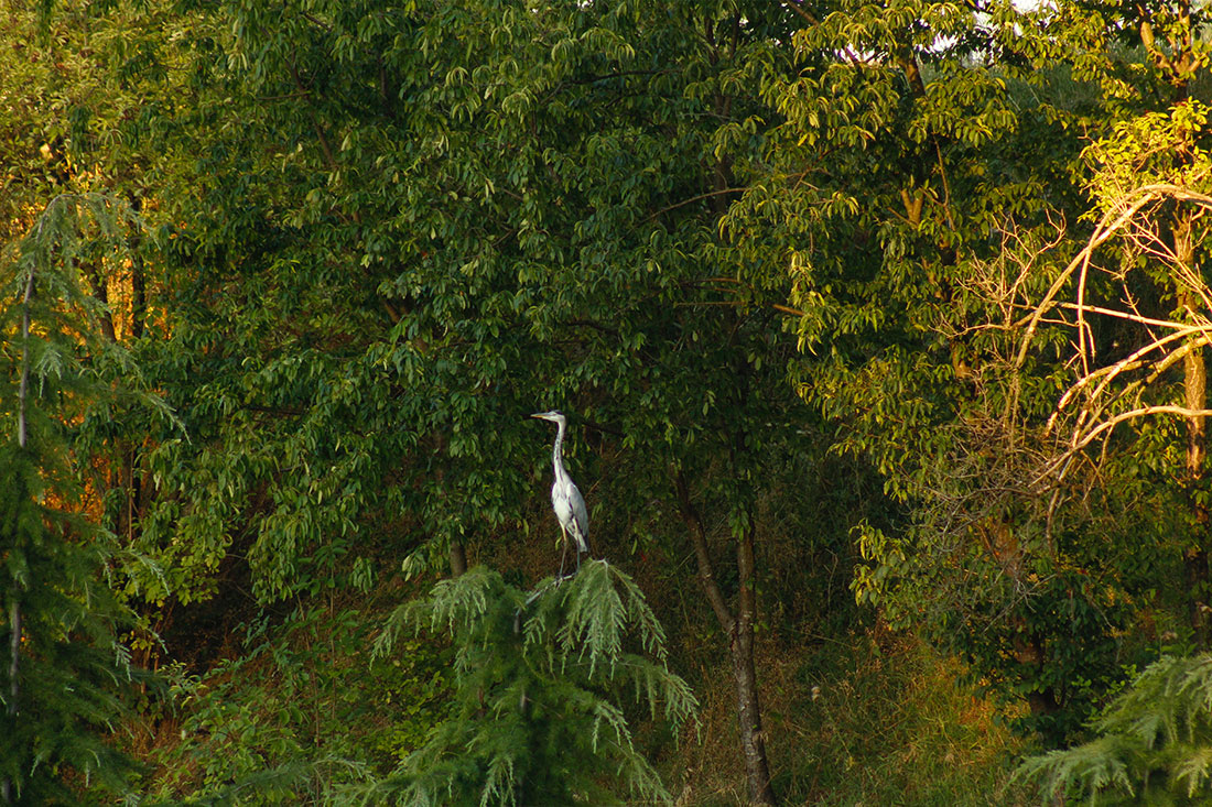 Airone Cinerino