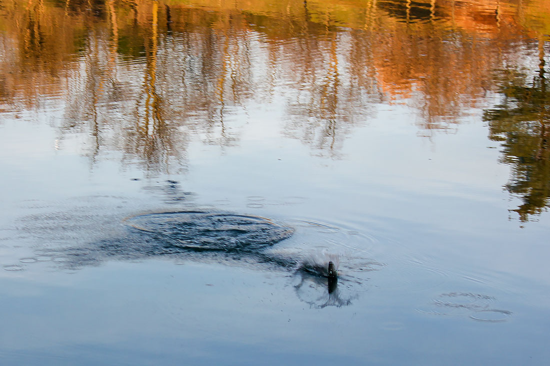 Cattura di una trota al Lago Cantone